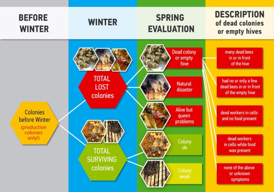 COLOSScolonyEvaluationScheme